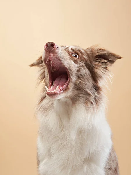 Pes chytá jídlo. expresivní mramorová hraniční kolie. vtipný mazlíček — Stock fotografie