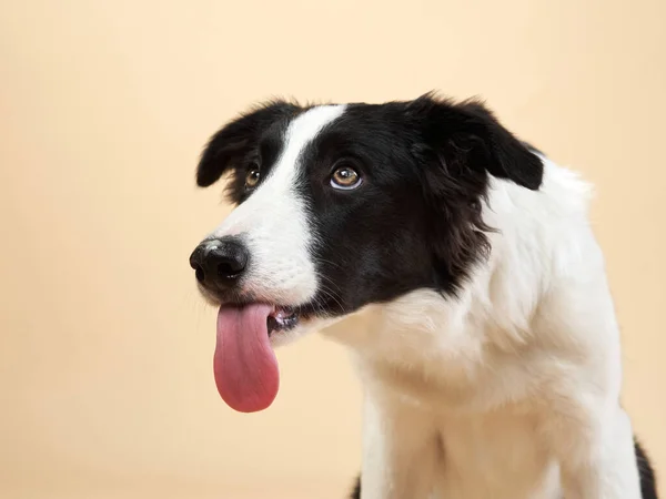 The dog stuck out her tongue expressive marble Border Collie. funny pet — Stock Photo, Image