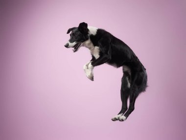 Komik aktif köpek atlayışı. Renkli bir arka planda mutlu kaniş