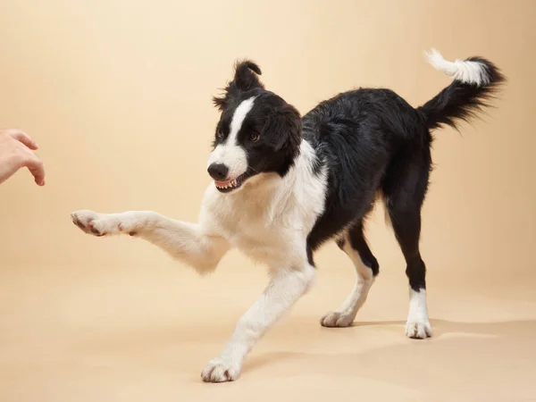 Grappige hond. Happy Border Collie curve muilkorf — Stockfoto