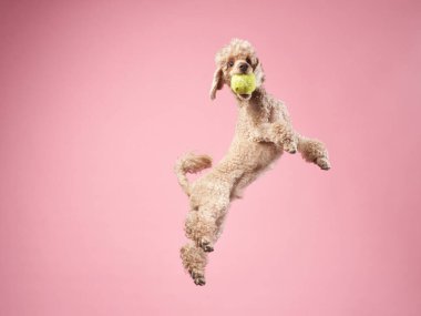 Komik aktif köpek atlayışı. Pembe arka planda mutlu kaniş