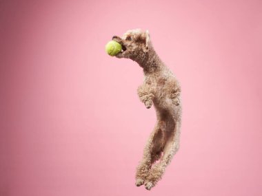 Komik aktif köpek atlayışı. Pembe arka planda mutlu kaniş