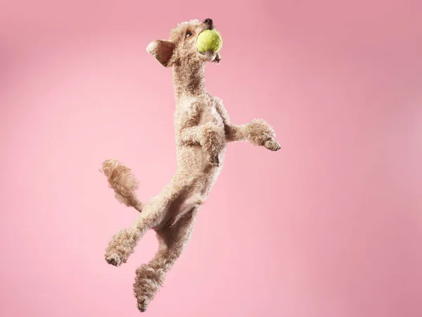 Divertido salto activo del perro. caniche feliz sobre fondo rosa — Foto de Stock