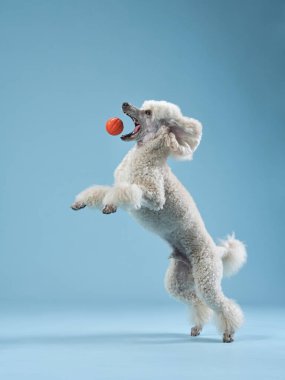 Komik aktif köpek atlayışı. Pembe arka planda mutlu kaniş