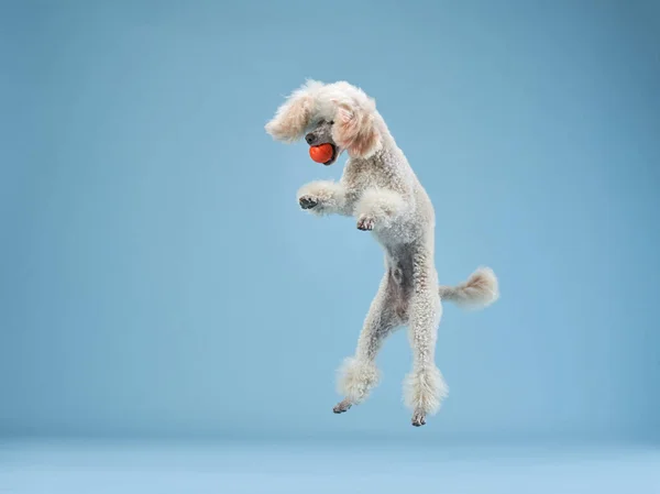 Divertido salto activo del perro. caniche feliz sobre fondo rosa —  Fotos de Stock