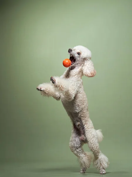 Divertido salto activo del perro. caniche feliz sobre fondo rosa —  Fotos de Stock