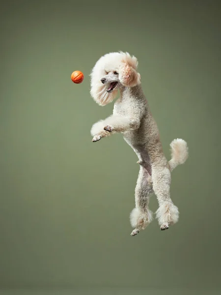 Funny active dog jumping. happy poodle on pink background