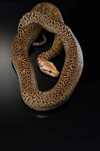 Serpent sur un fond noir. Python tapis. — Photo