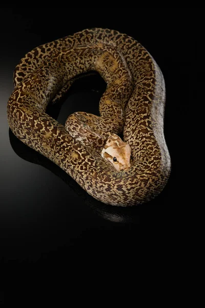 Serpent sur un fond noir. Python tapis. — Photo