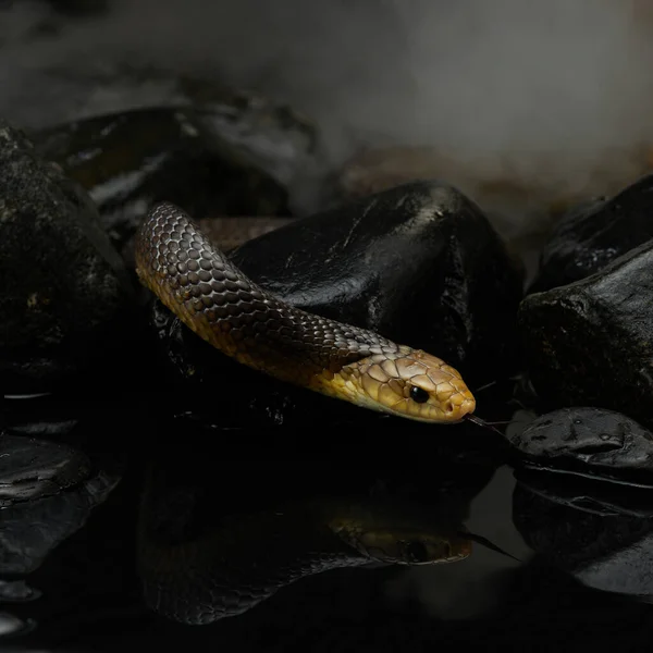 Drymarchon serpente no fundo de cameos, nevoeiro — Fotografia de Stock