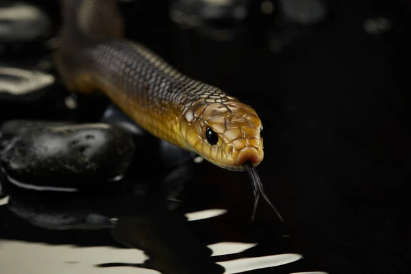 Serpent Drymarchon sur le fond de camée, brouillard — Photo