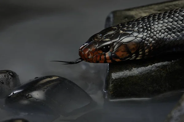 Drymarchon snake on the background of cameos, fog — Stock Photo, Image