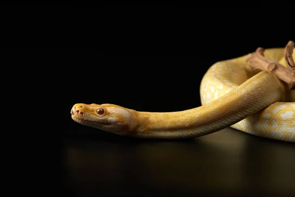 Serpiente sobre un fondo negro. Pitón de alfombra. — Foto de Stock