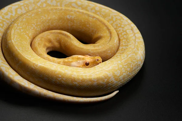 Serpente em um fundo preto. Píton de tapete. — Fotografia de Stock