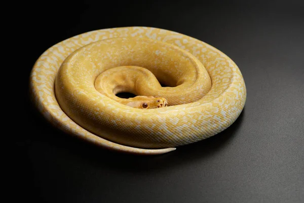 Serpiente sobre un fondo negro. Pitón de alfombra. — Foto de Stock