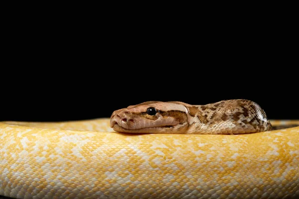 Serpiente sobre un fondo negro. Pitón de alfombra. — Foto de Stock