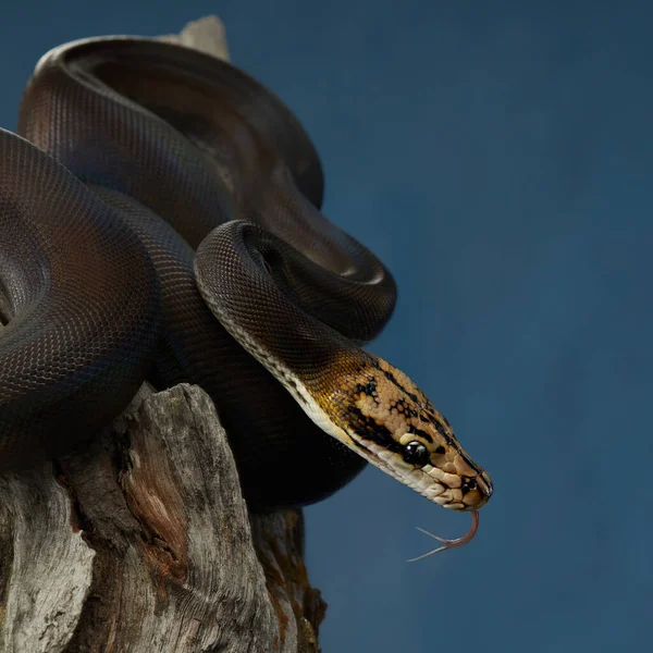 Reticulated Python på svart bakgrund — Stockfoto