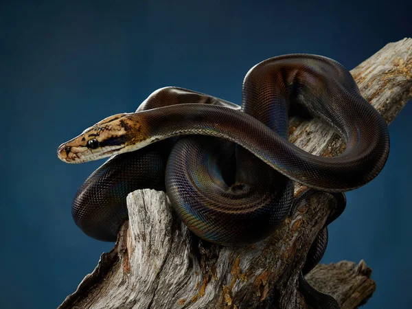 Reticulated Python on black background — Stock Photo, Image