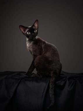 Siyah arka planda siyah kedi yavrusu. Devon Rex kedisi