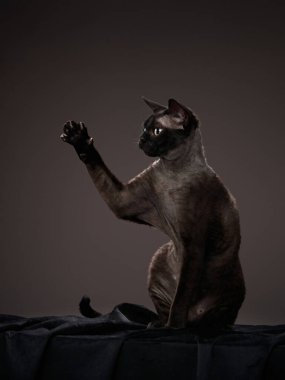 Siyah arka planda siyah kedi yavrusu. Devon Rex kedisi