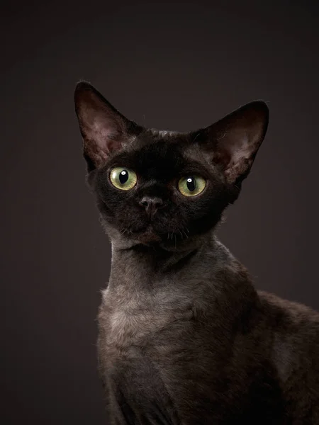 Gatinho preto em um fundo preto. Devon Rex gato — Fotografia de Stock