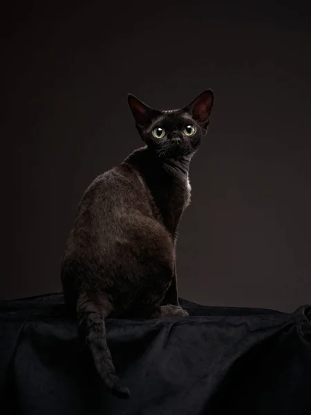 Gattino nero su sfondo nero. Devon Rex gatto — Foto Stock