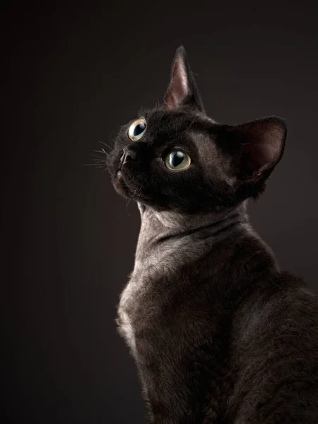 Gatinho preto em um fundo preto. Devon Rex gato — Fotografia de Stock