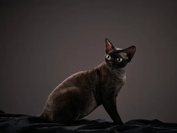 Fekete cica fekete háttérrel. Devon Rex macska — Stock Fotó