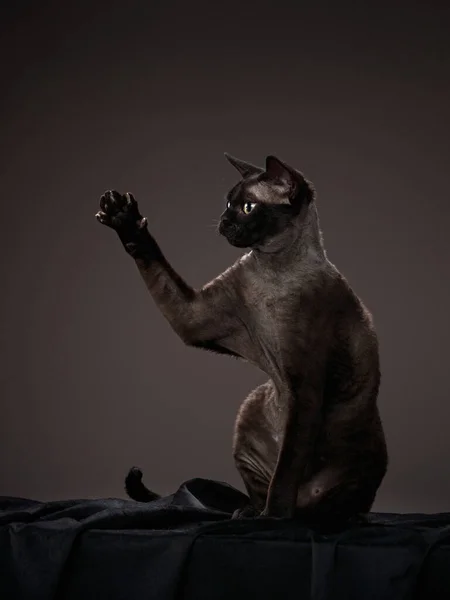 Black kitten on a black background. Devon Rex cat — Stock Photo, Image