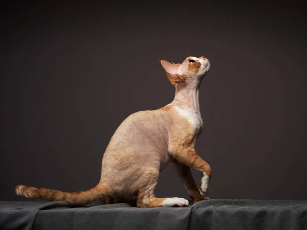 Schwarzes Kätzchen auf schwarzem Hintergrund. Katze Devon Rex — Stockfoto