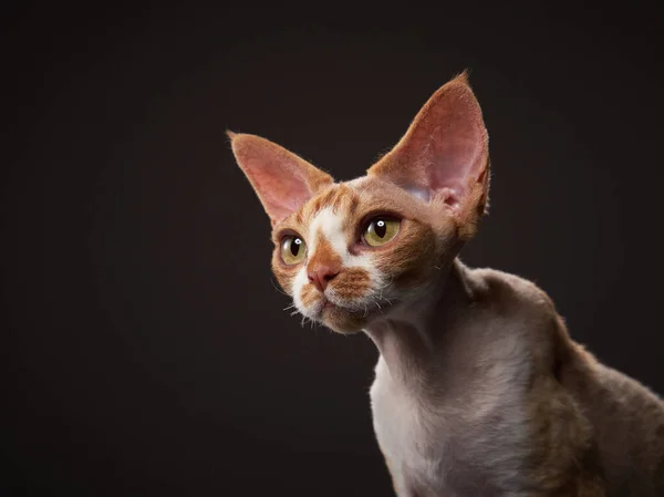 Gatinho preto em um fundo preto. Devon Rex gato — Fotografia de Stock