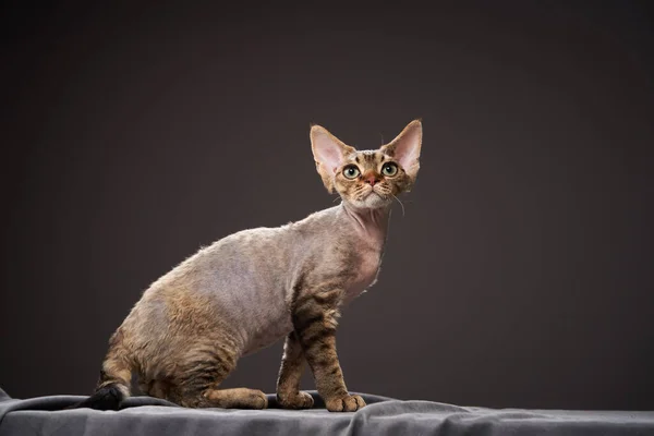 Gatinho preto em um fundo preto. Devon Rex gato — Fotografia de Stock