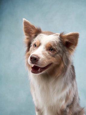 Mavi arka planda bir köpeğin portresi. Tatlı sınır çobanı.