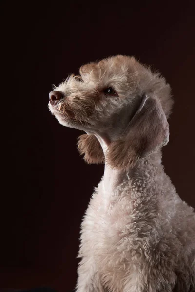 White Bedlington. ritratto ravvicinato di un cane. Charme animale domestico — Foto Stock