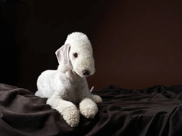 White Bedlington. portrait en gros plan d'un chien. Charmant animal — Photo