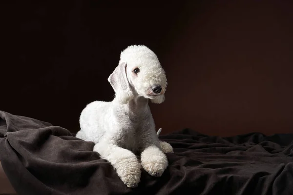 White Bedlington. portrait en gros plan d'un chien. Charmant animal — Photo