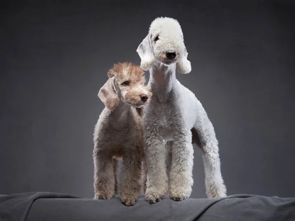 Deux chiens ensemble. Chiot et adulte Bedlington Terrier sur un fond sombre. — Photo