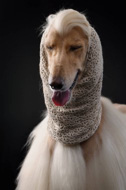 Siyah arka planda bir Afgan tazısının portresi