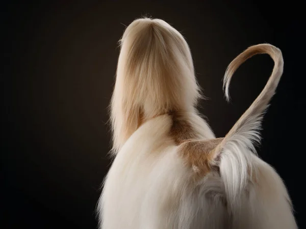 Eleganter Hund mit langen Haaren. Hervorragende Pflege. Afghanischer Jagdhund — Stockfoto