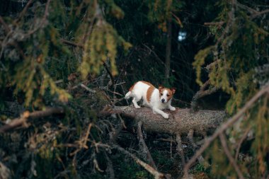 Ormandaki köpek. Jack Russell Terrier doğada. Evcil bir hayvanla yürü