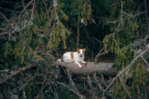 Cane nella foresta. Jack Russell Terrier in natura. Cammina con un animale domestico — Foto Stock