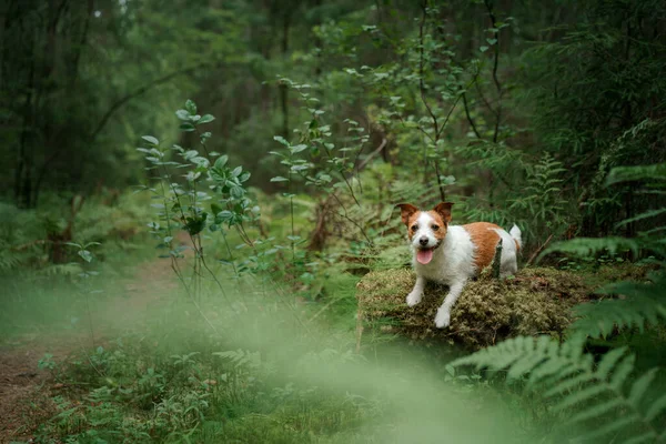 Cão na floresta. Jack Russell Terrier na natureza. Caminhe com um animal de estimação — Fotografia de Stock