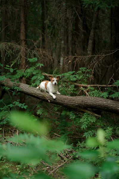 Chien dans la forêt. Jack Russell Terrier dans la nature. Marcher avec un animal de compagnie — Photo