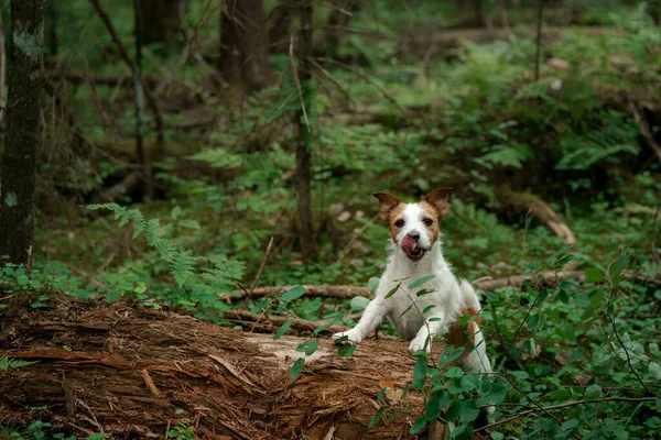 Perro en el bosque. Jack Russell Terrier en la naturaleza. Caminar con una mascota —  Fotos de Stock