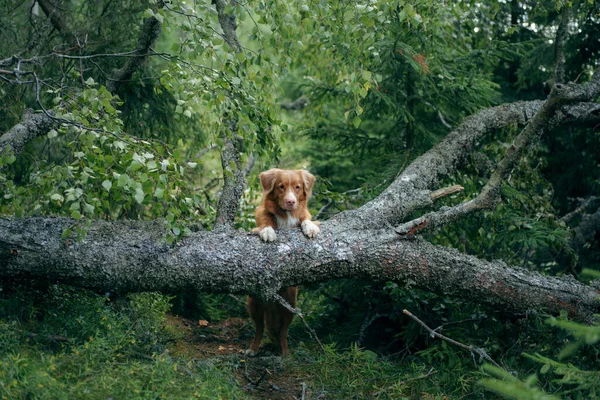 Chien rouge dans la forêt de printemps. Nouvelle-Écosse Duck Tolling Retriever in nature. Marcher avec un animal de compagnie — Photo