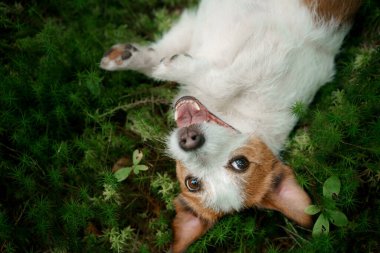 Ormandaki köpek. Jack Russell Terrier yosunların üzerinde yatıyor. Doğada iz sürmek. Hayvan istirahati