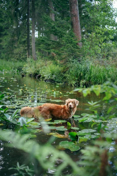 Cão vermelho na floresta de primavera. Nova Escócia Duck Tolling Retriever na natureza. Caminhe com um animal de estimação — Fotografia de Stock