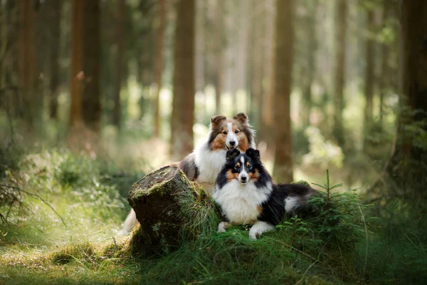 Hund im Wald. Haustier in der Natur. — Stockfoto