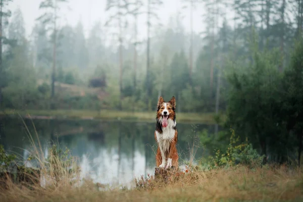 숲 속의 개. 자연에 집착하는 거지. 흑백 의국 경 콜리. — 스톡 사진