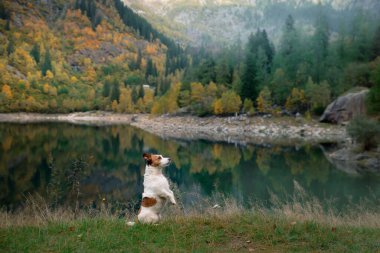 Dağ gölündeki bir taşın üzerindeki köpek. Sonbahar havası. Jack Russell Terrier doğa üzerine 